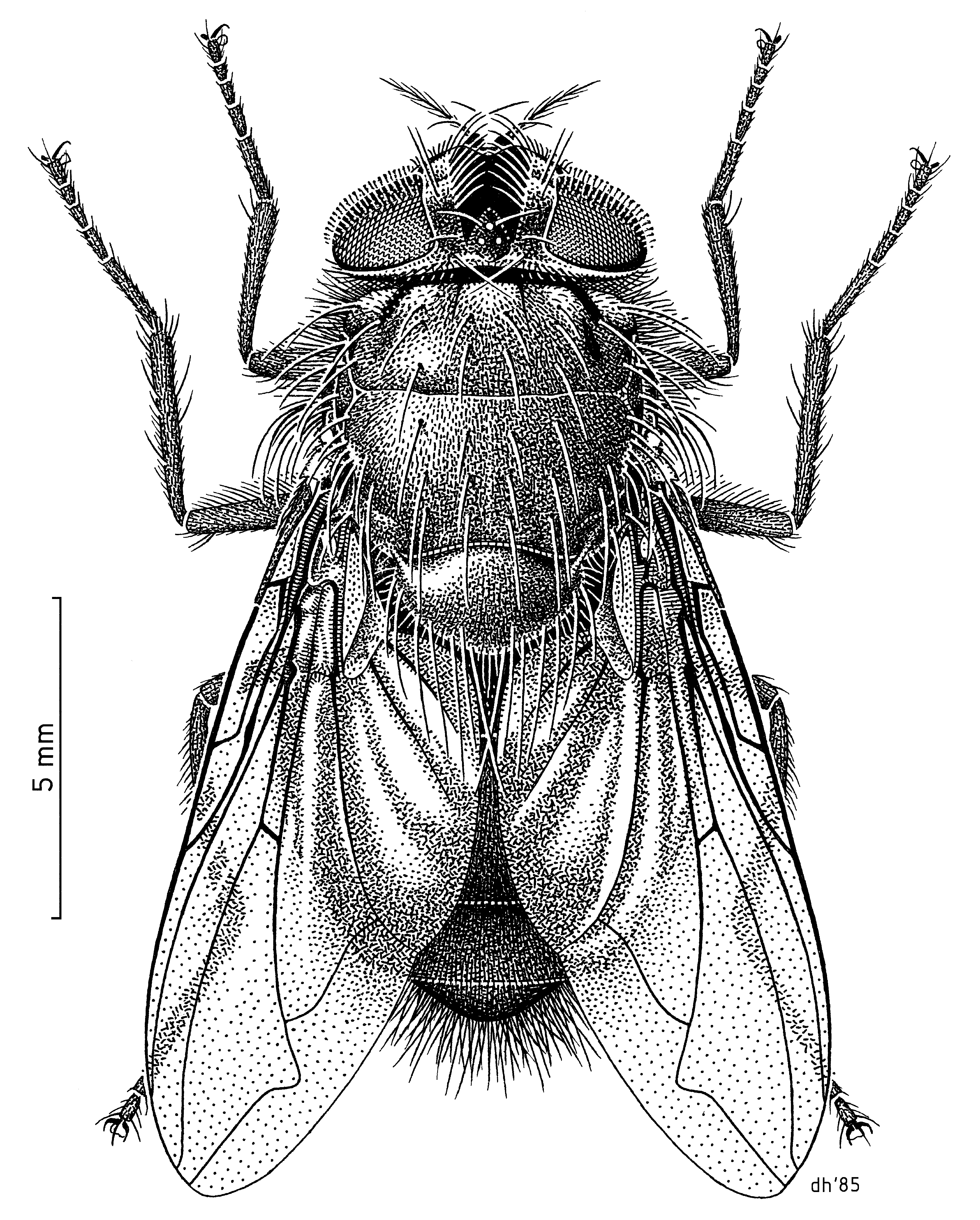 File Dipt Calliphoridae Calliphora Quadrimaculata F Png Wikimedia Commons