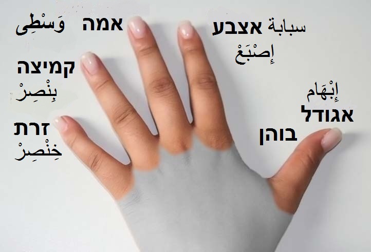 Nombre de los dedos dela mano