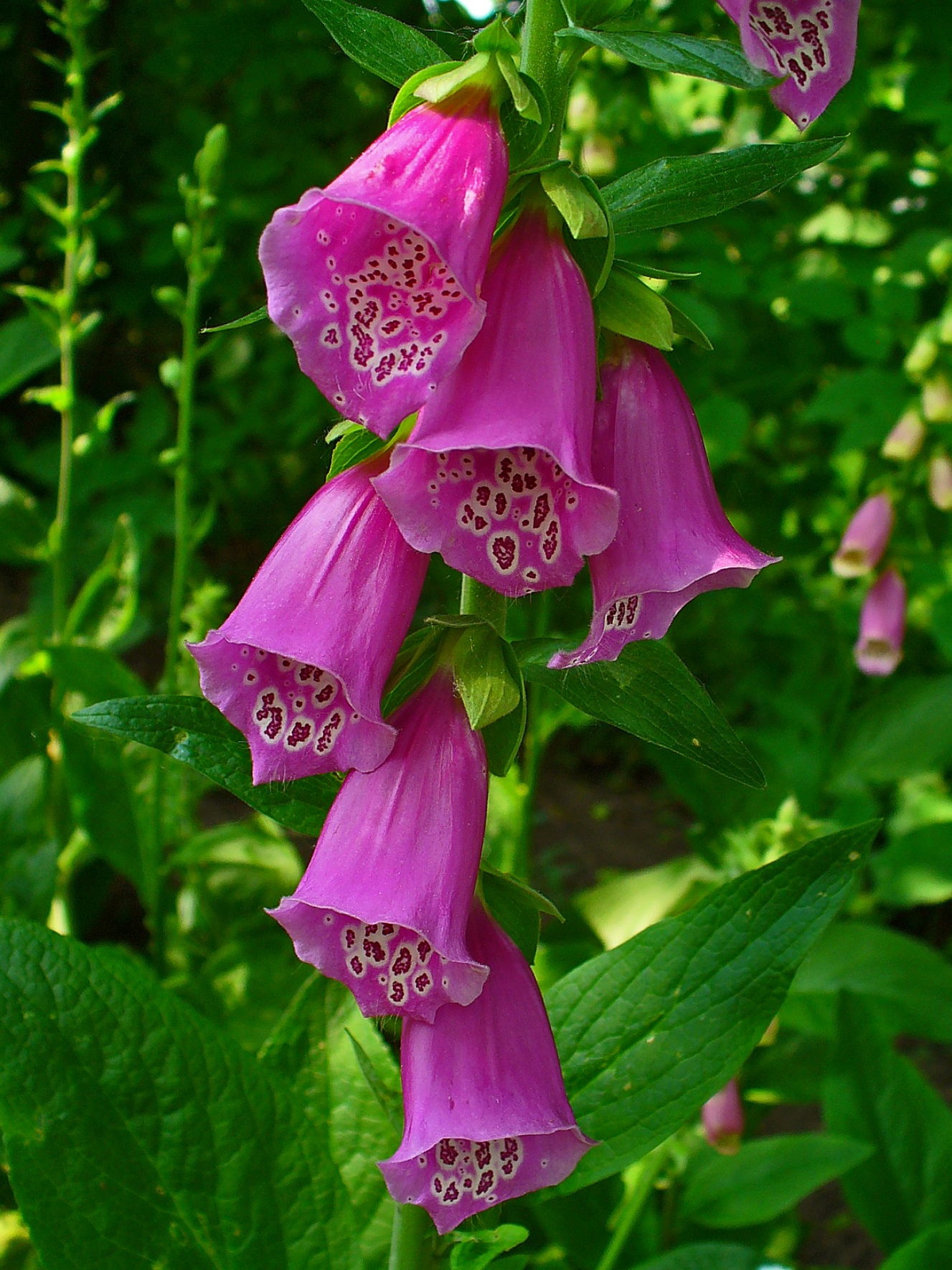 Cours 10 : Digitalis purpurea Digitalis_purpurea_002