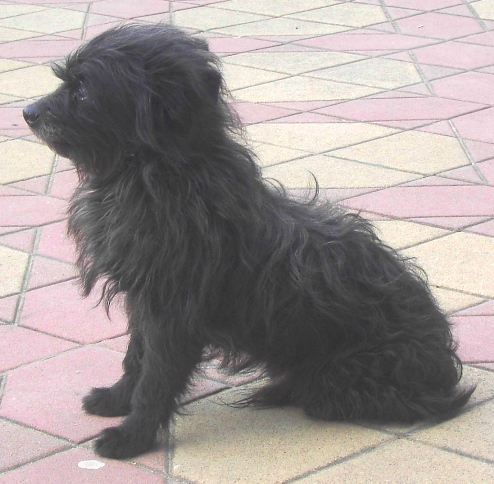 File:Dog in Seville.jpg