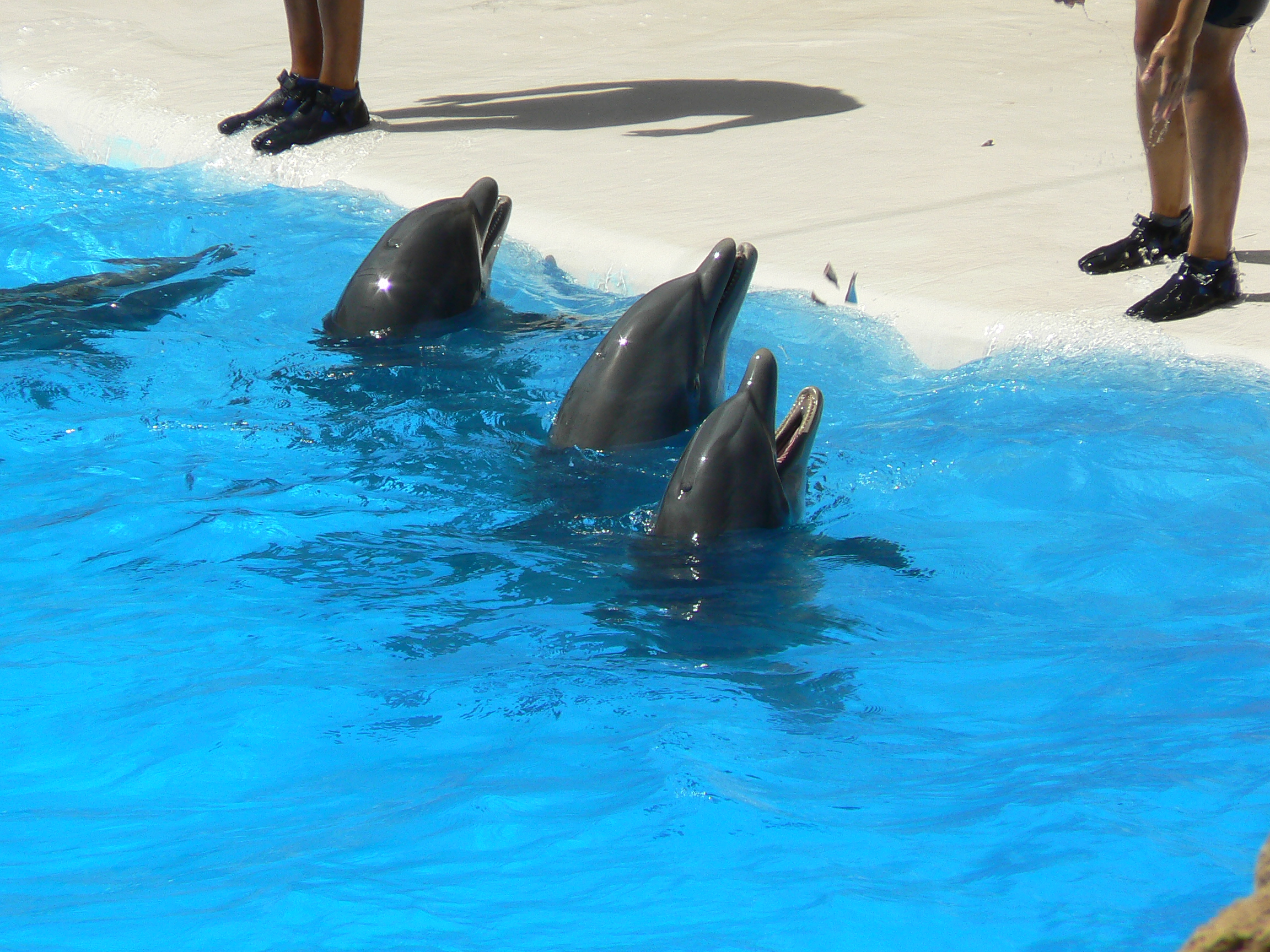 Дельфин 2 группа. Тюлени loro Parque. Дельфин сейчас. 2 Дельфина дерутся.