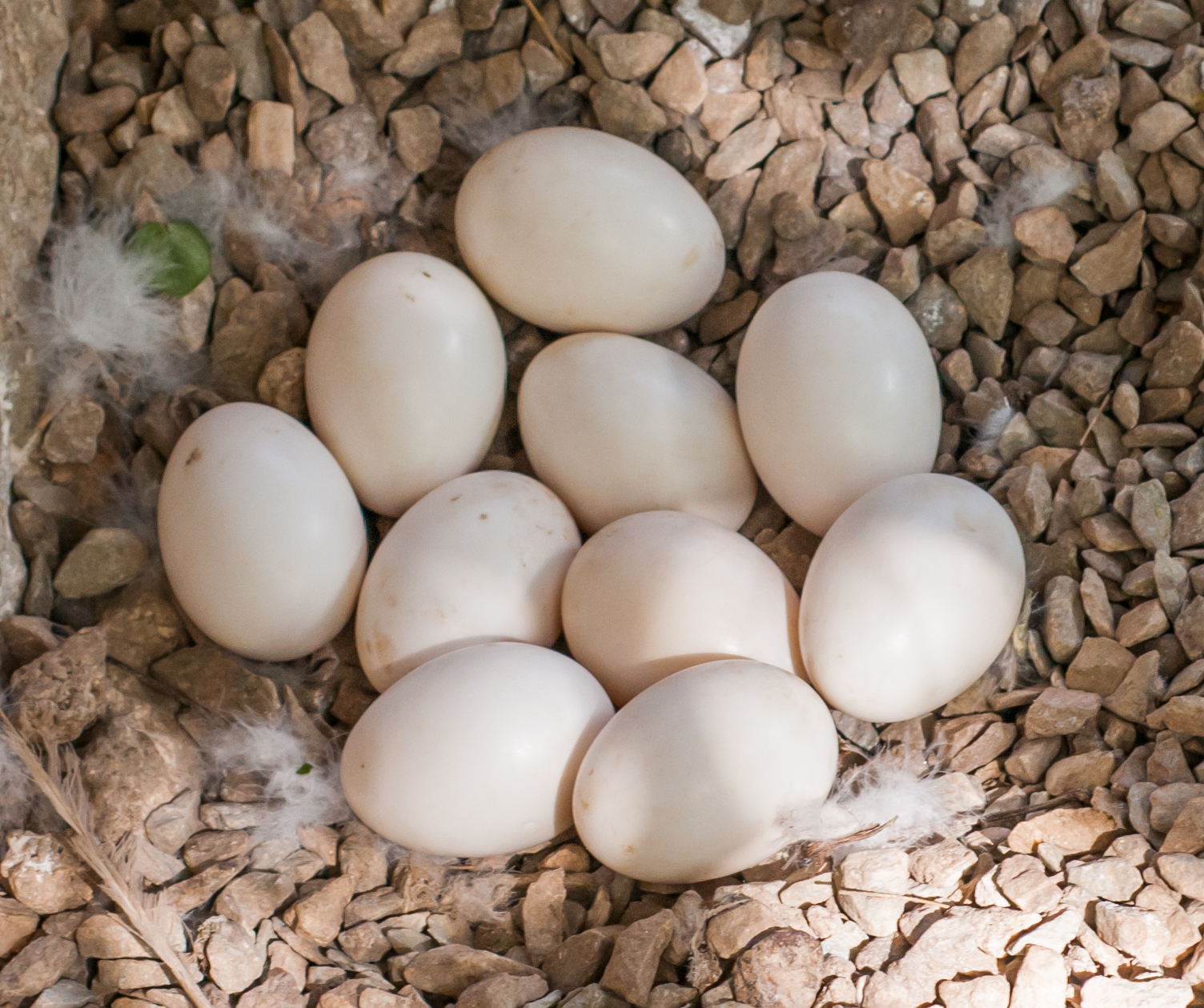 Hens lay eggs