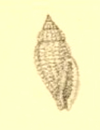 <i>Eucithara articulata</i> species of mollusc