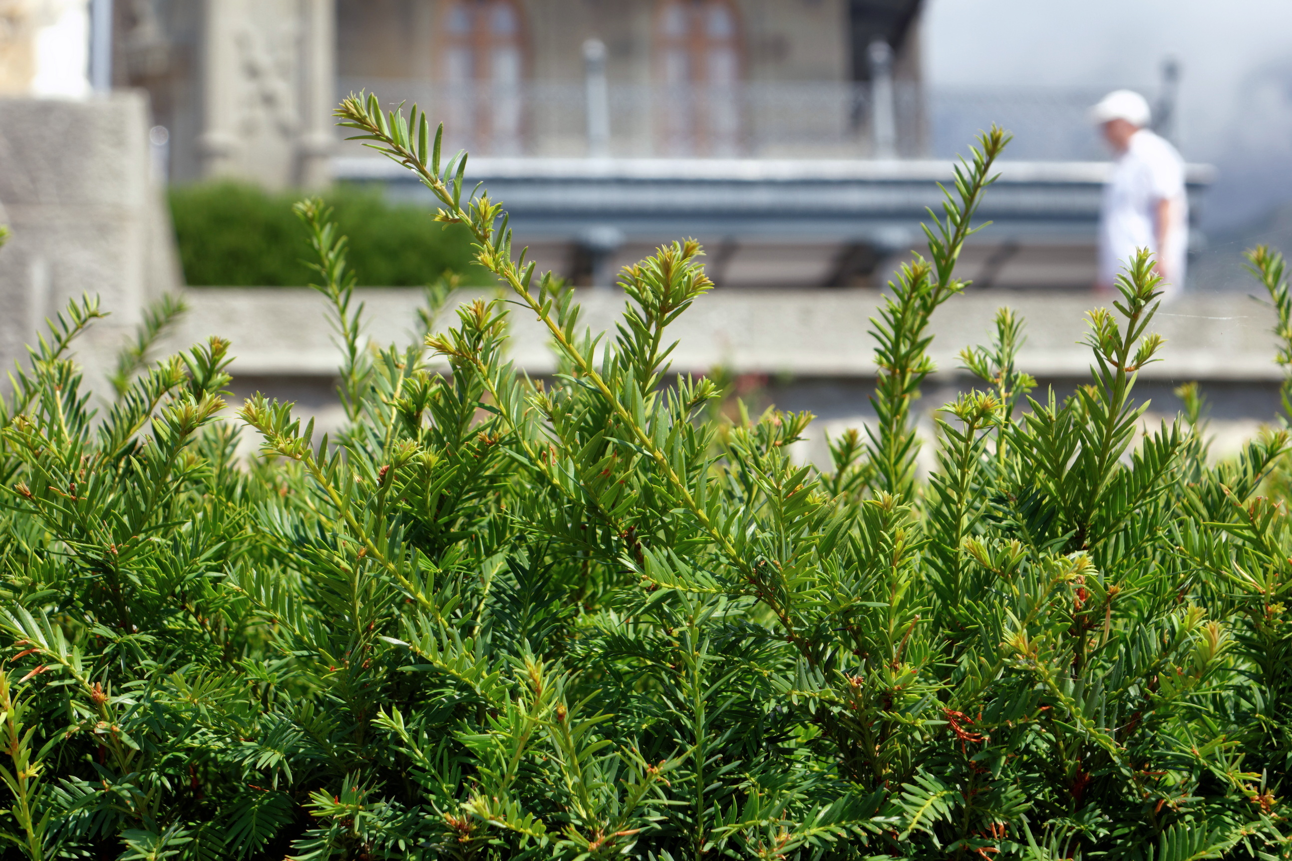 Taxus baccata Yew