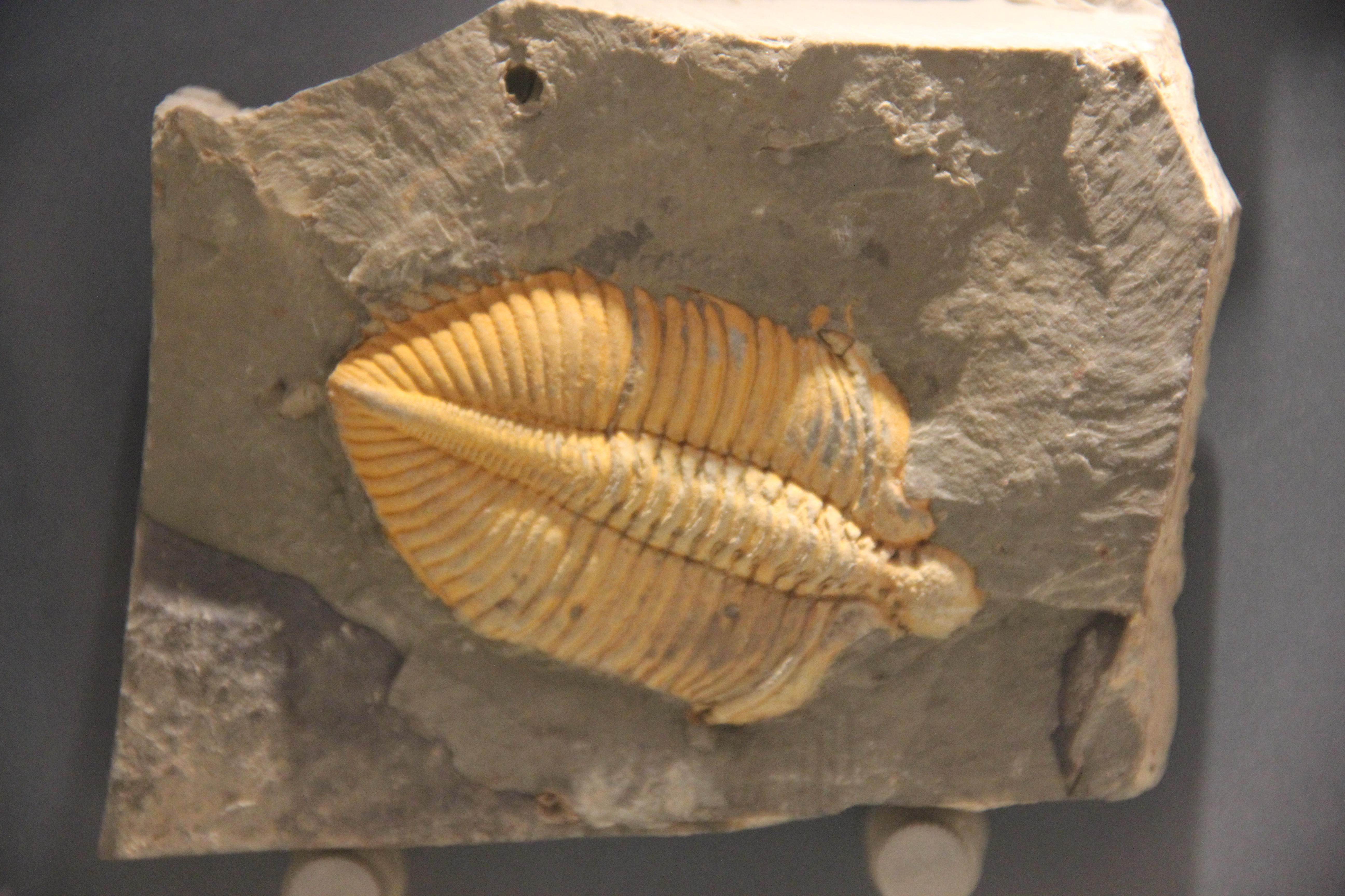 File:Fossil Trilobite (with cast).jpg - Wikimedia Commons