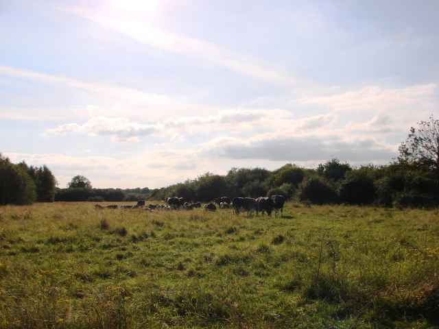 Foulden Common