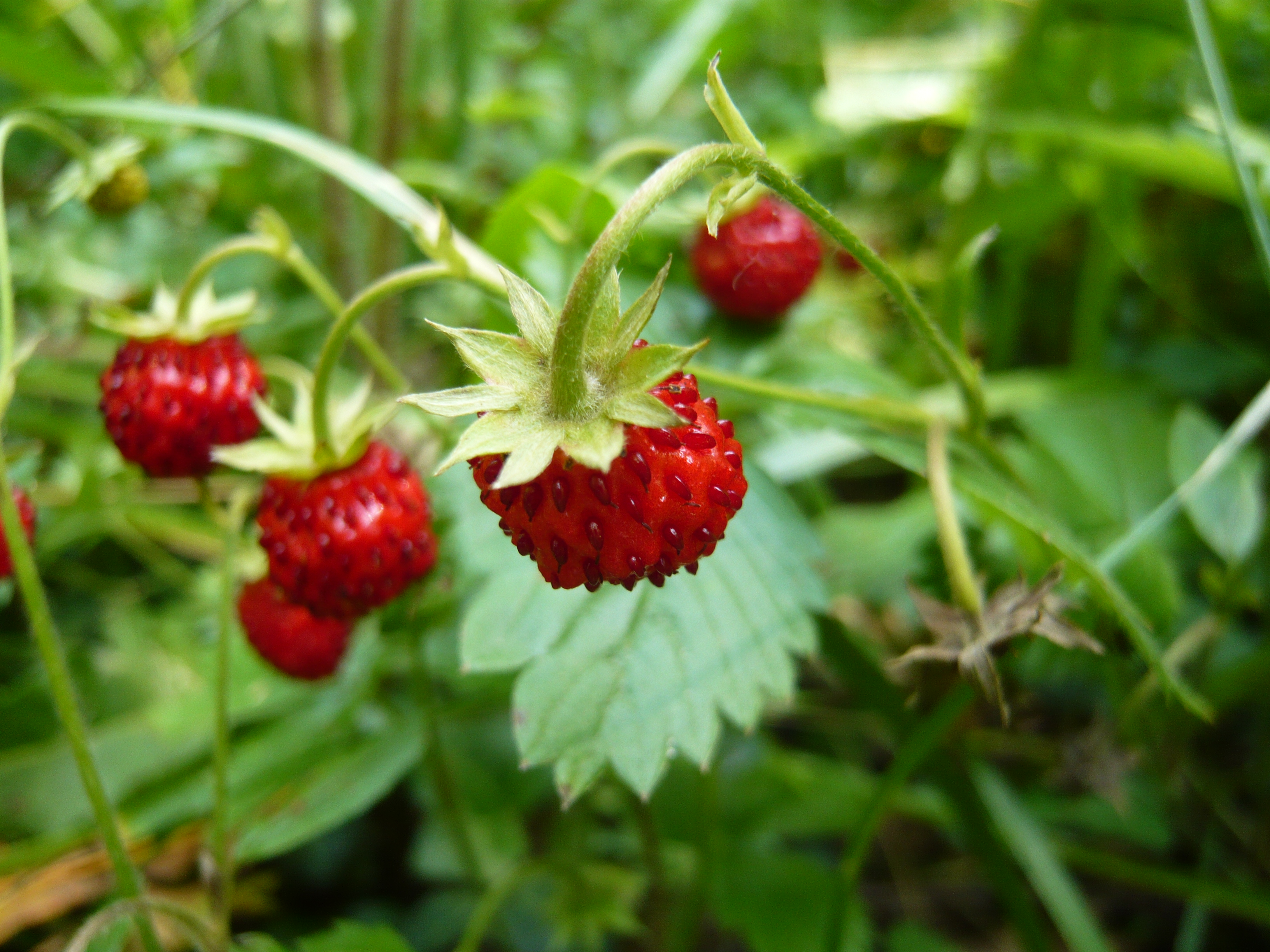 Fraise des Bois