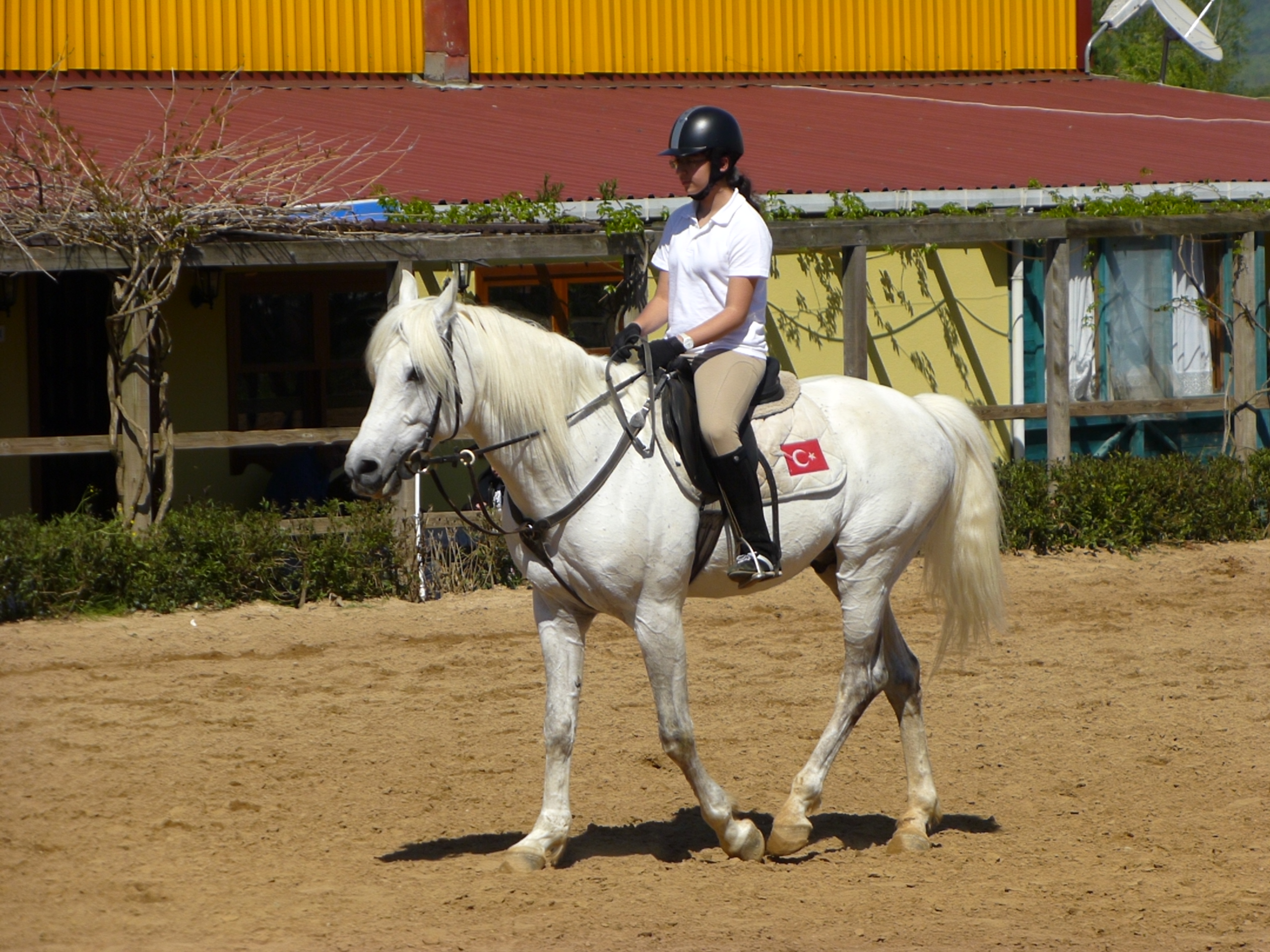 file-girl-riding-horse-1030306-nevit-jpg