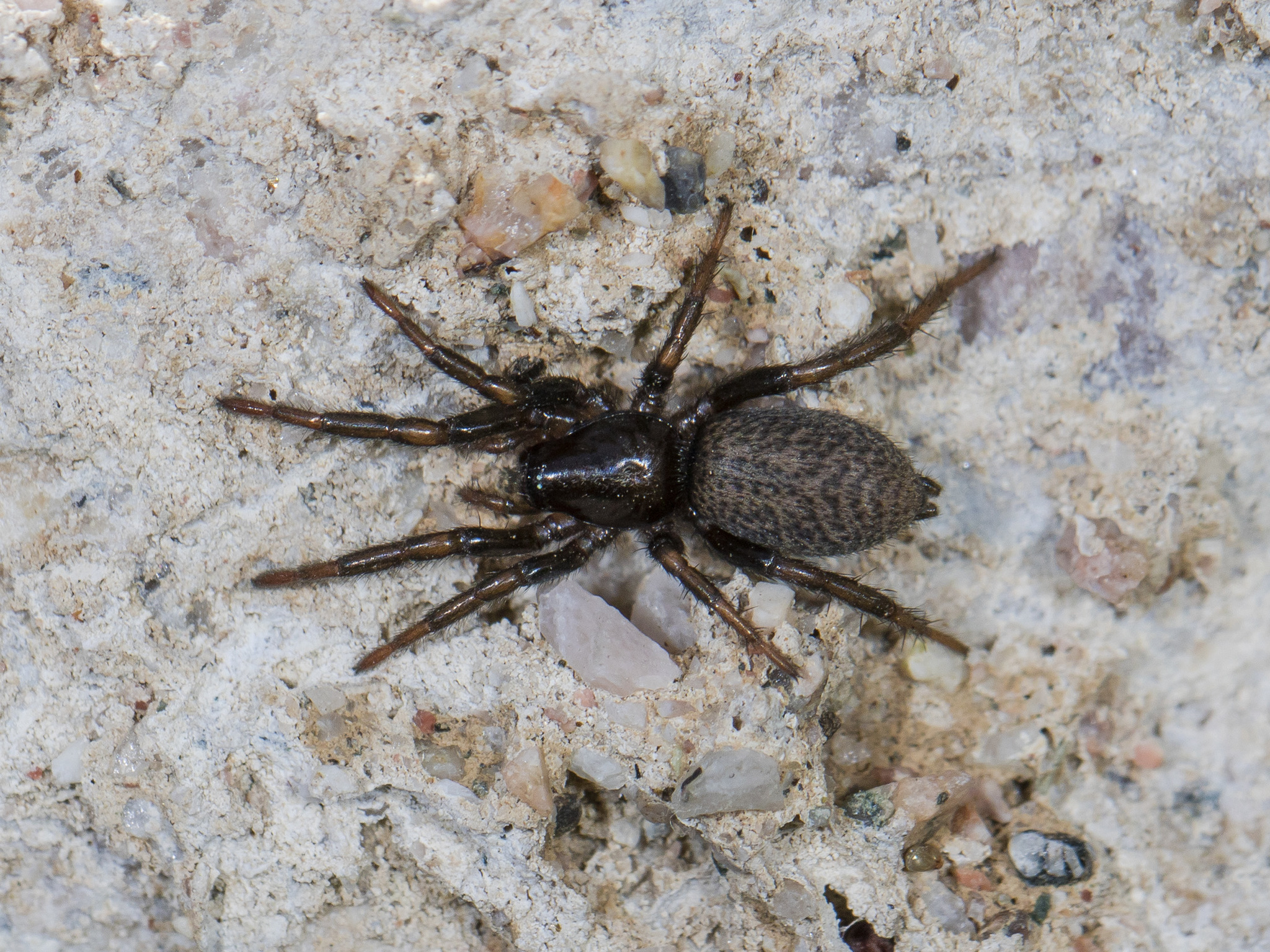 File Gnaphosa Female Dorsal Jpg Wikimedia Commons