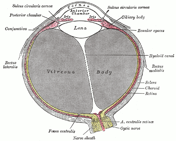 File:Gray869.png