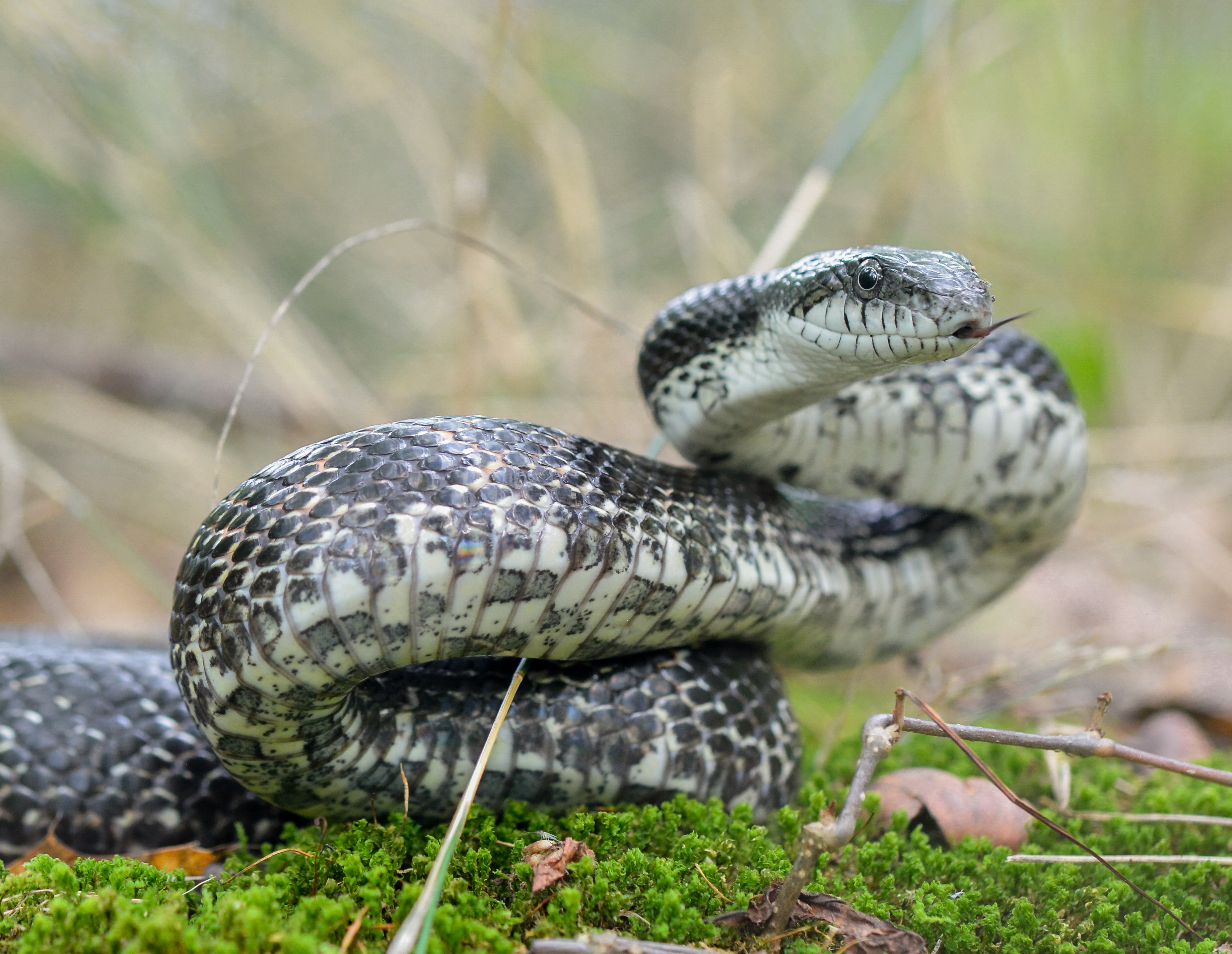 Louisiana Snakes Chart