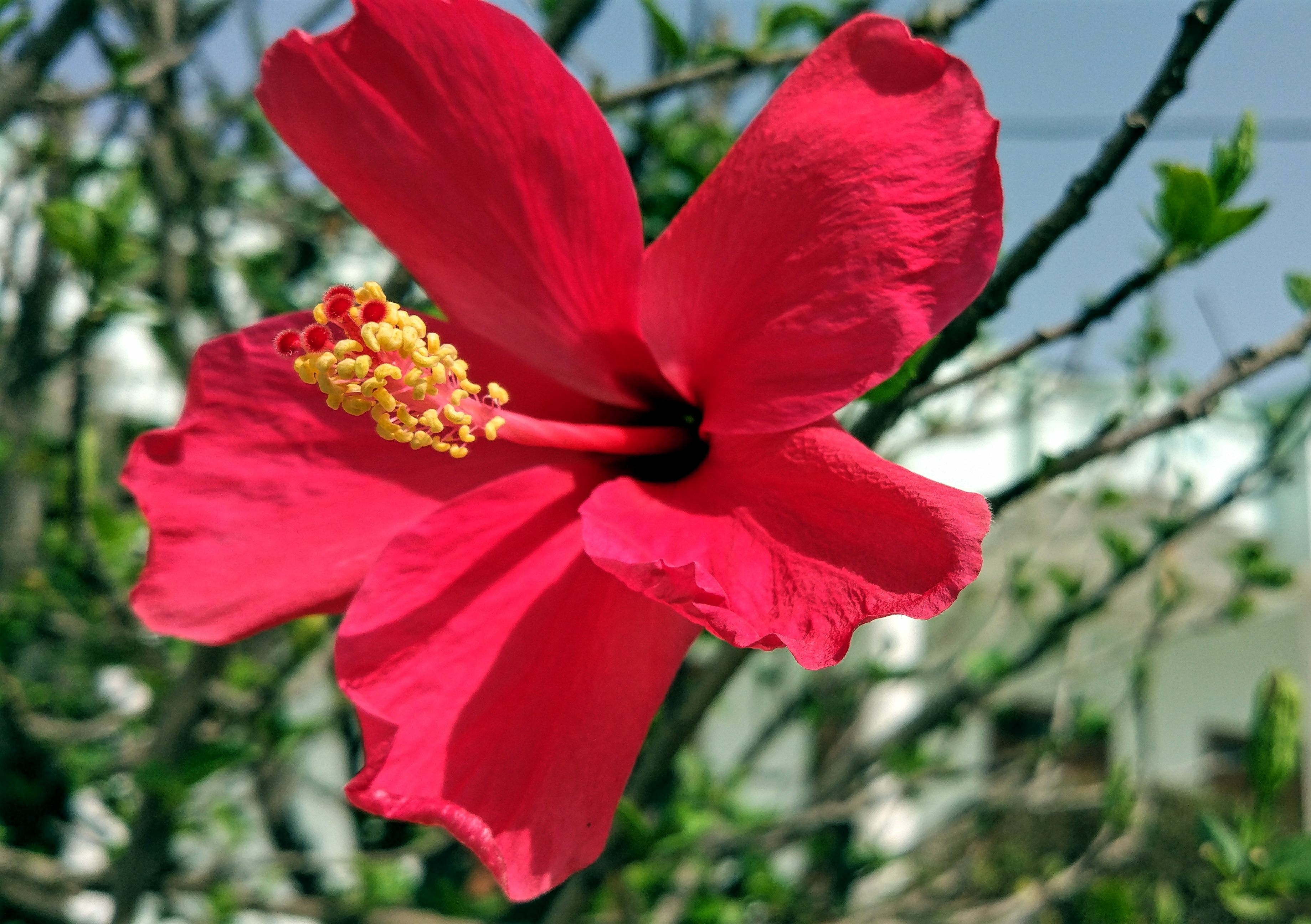 File:Hibiscus or China  - Wikimedia Commons