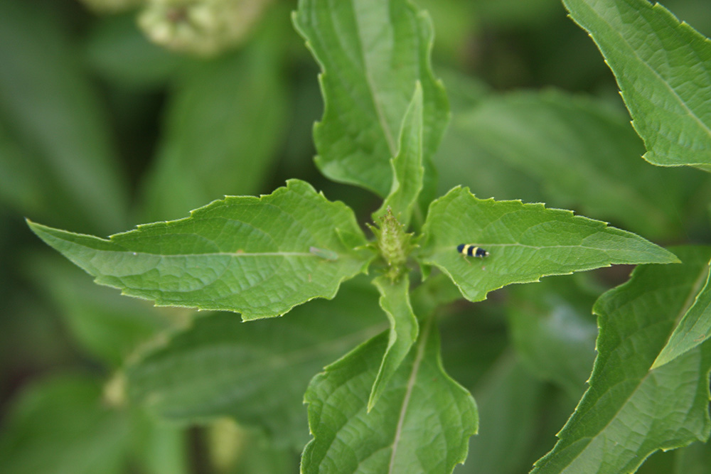 Como cortar albahaca para que siga creciendo