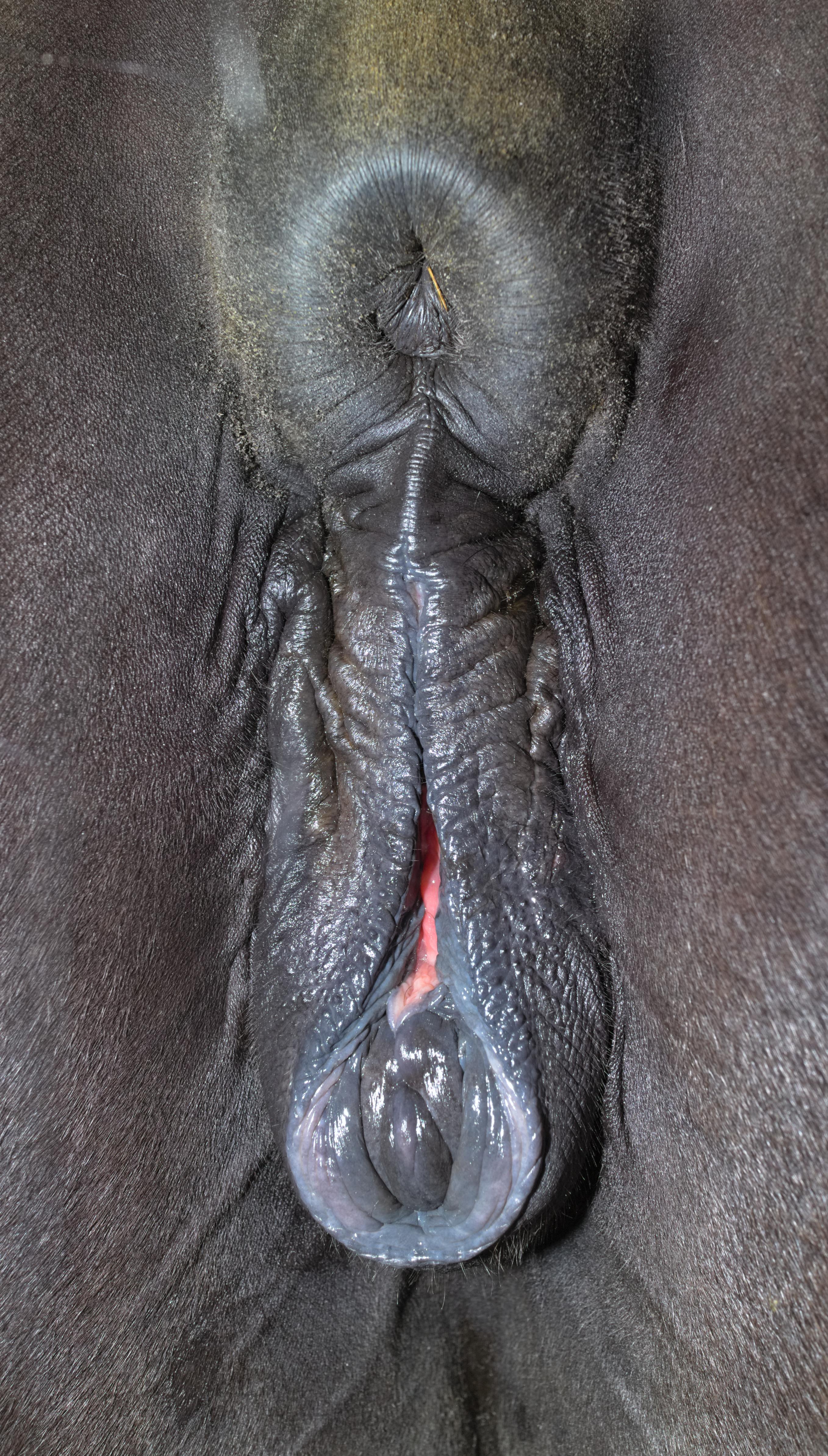 Horse pussy pics