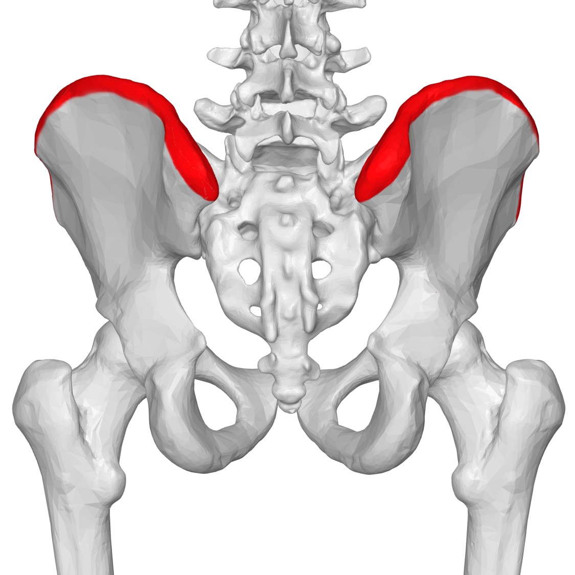 iliac crest