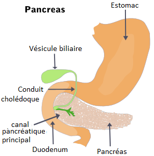 Illu pancrease french - Risque élevé de pancréatite chez les filles et fils DES exposés in utero