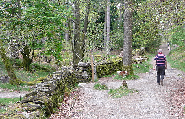 In Skelghyll Wood - geograph.org.uk - 2383101