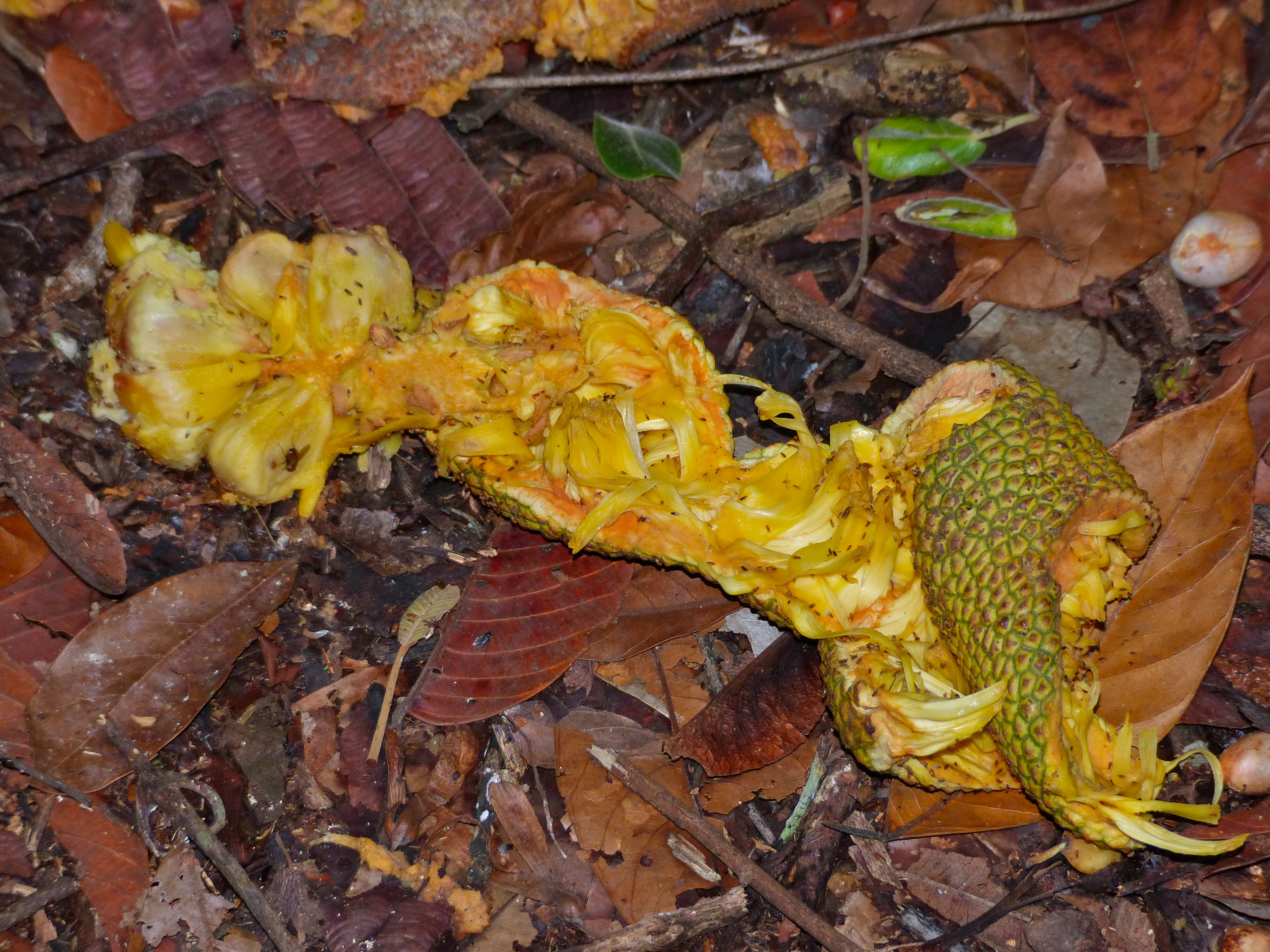 Jackfruit (Artocarpus sp.) (15012352013).jpg