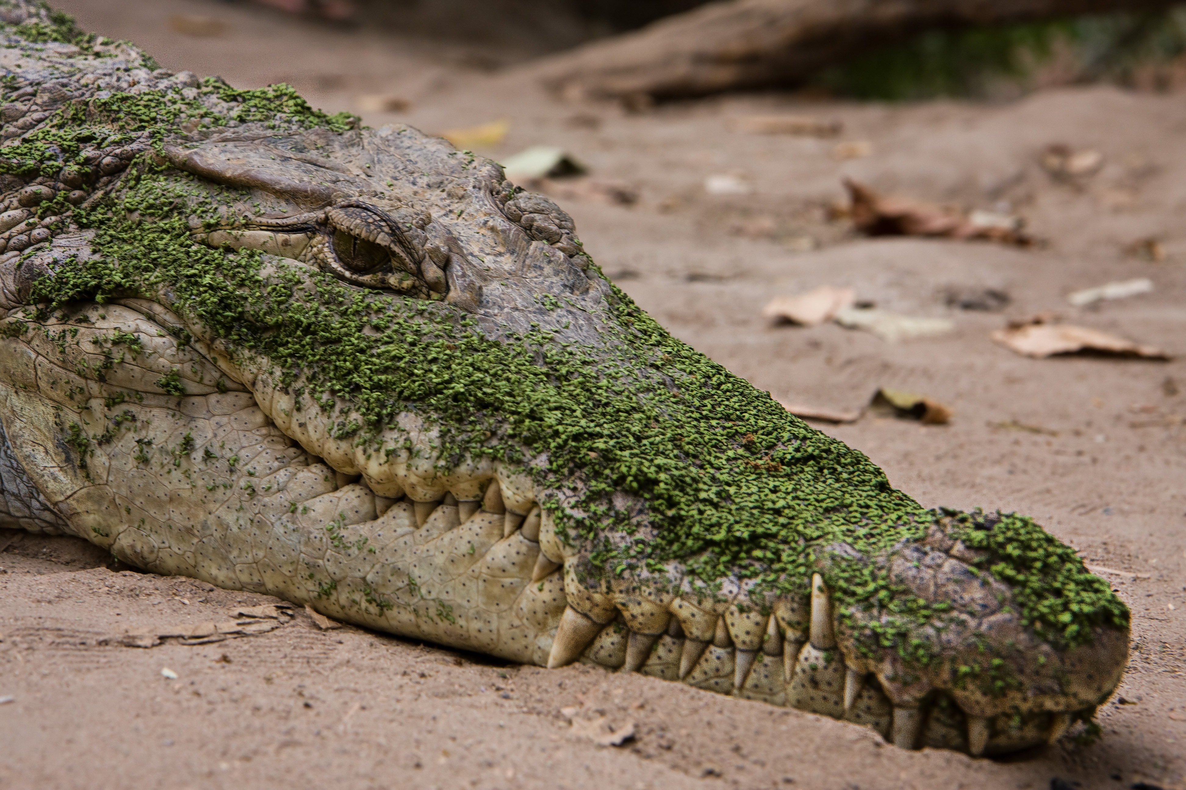 File:Kachikally crocodile.jpg