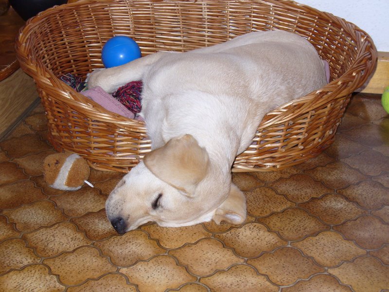 File:Labrador Lucy.jpg