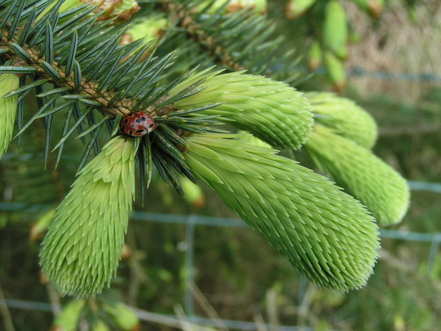 File:Ladybird on spruce - geograph.org.uk - 169977.jpg