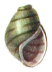 Drawing of the shell of Leptoxis coosaensis Leptoxis taeniata shell 3.jpg