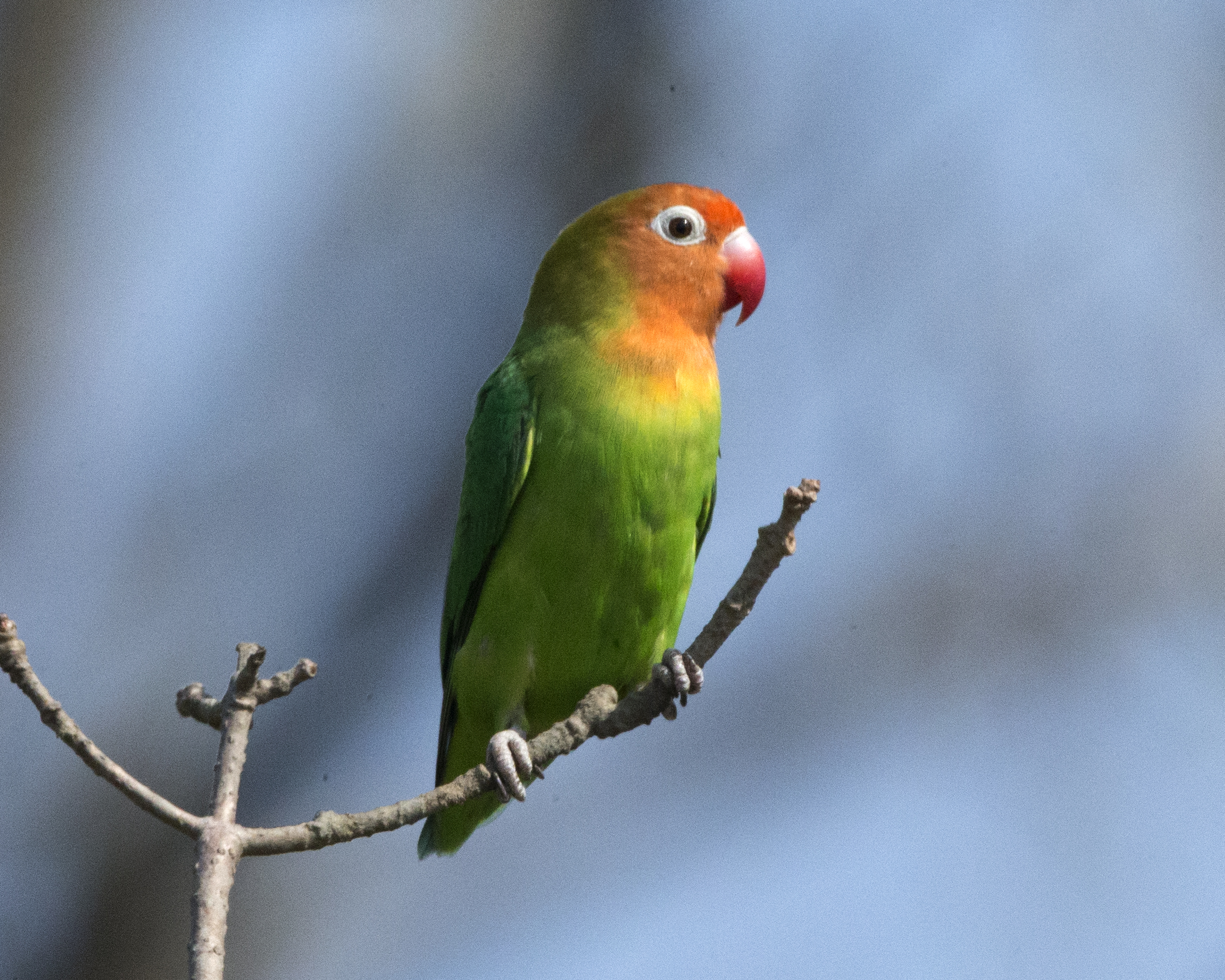 Lilian's Lovebird (Agapornis lilianae) Interesting Facts