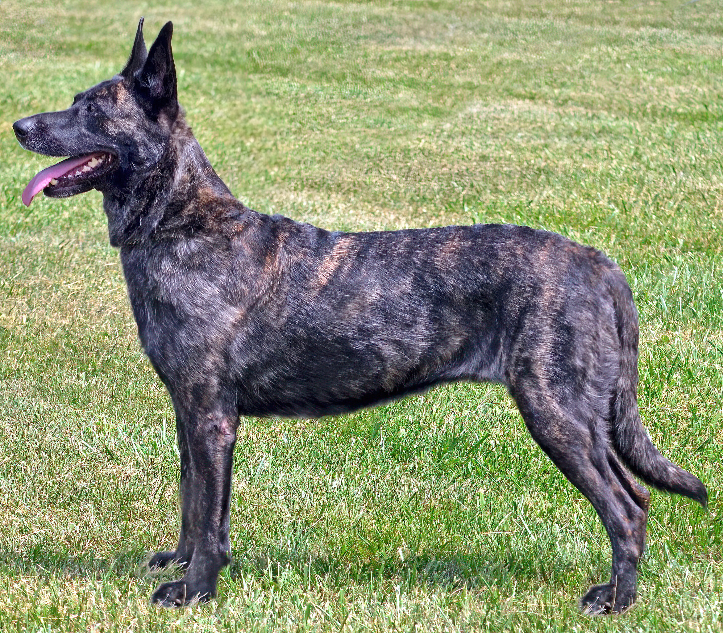 Black brindle sales dutch shepherd