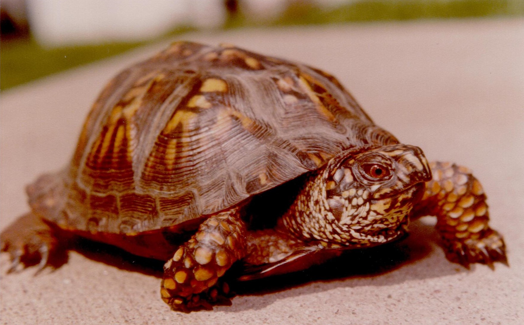 Черепаха 6 букв. Капская крапчатая черепаха. Капская крапчатая плоская черепаха. Восточная коробчатая черепаха. Кимир 2.1.0 черепаха.