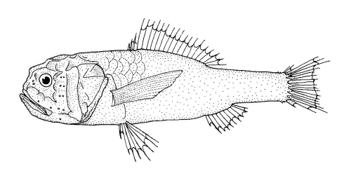 File:Melamphaes microps (no common name).gif