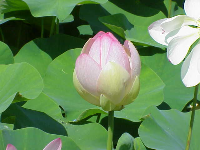 File:Nelumbo nucifera nucifera5.jpg