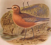 Charadrius obscurus