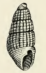 <i>Odostomia proxima</i> Species of gastropod