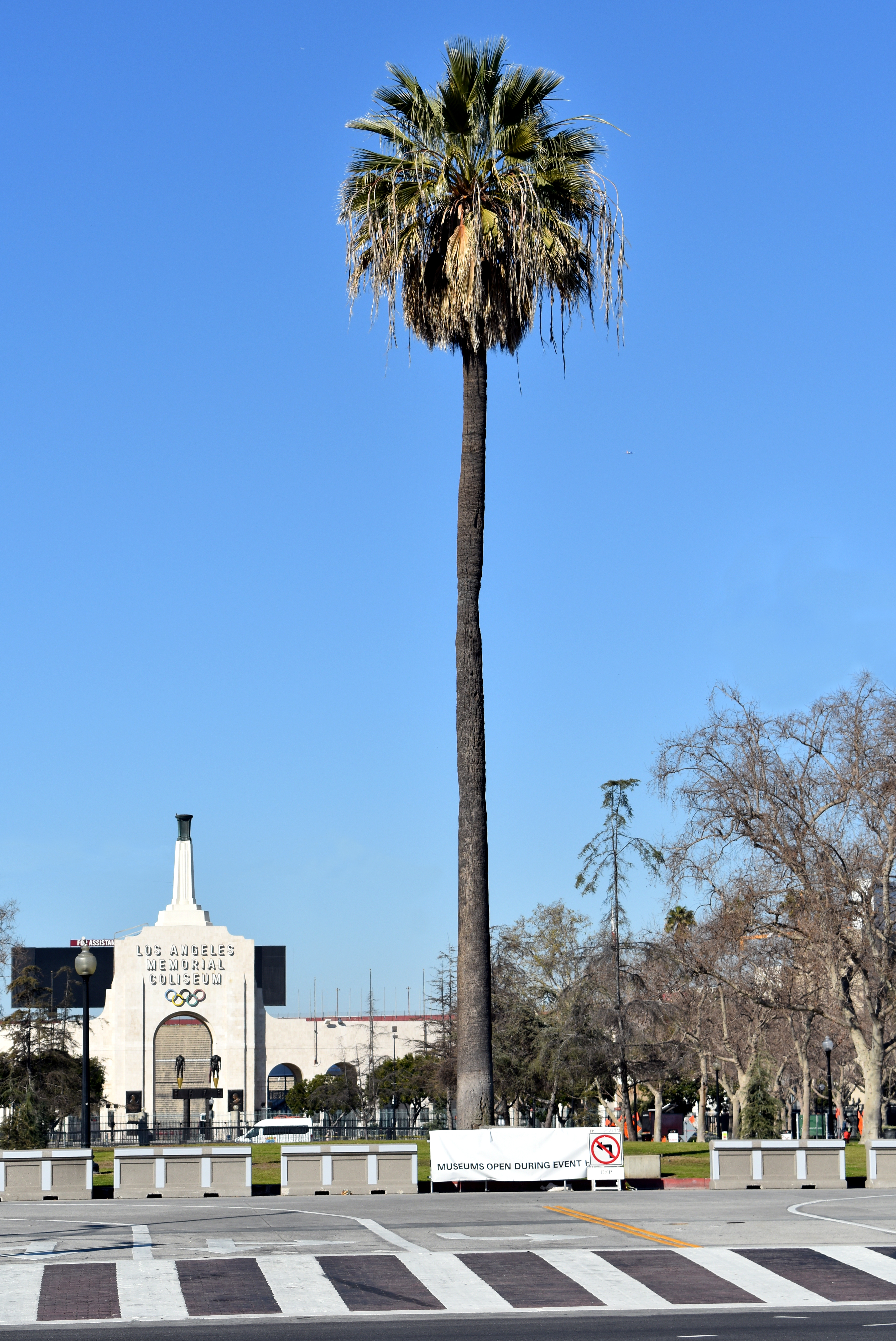 Oldest palm tree in Los Angeles - Wikipedia