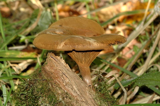 File:Paxillus involutus - Lindsey 3a.jpg