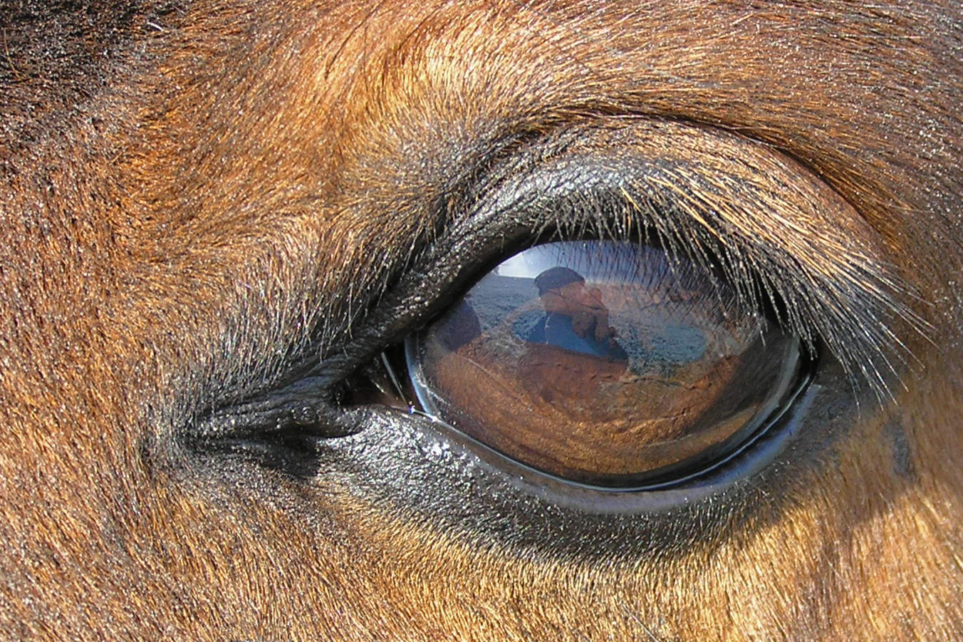 глаз лошади