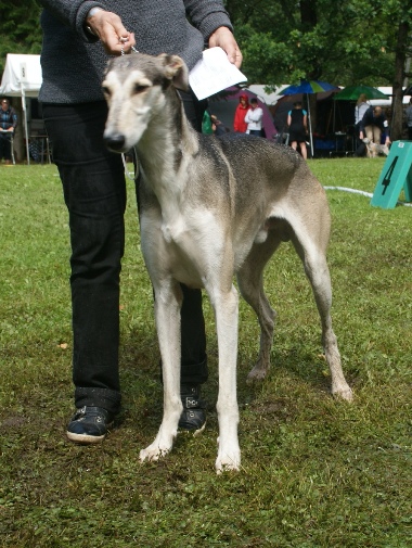 File:Polish Greyhound aka Chart Polski 2.JPG