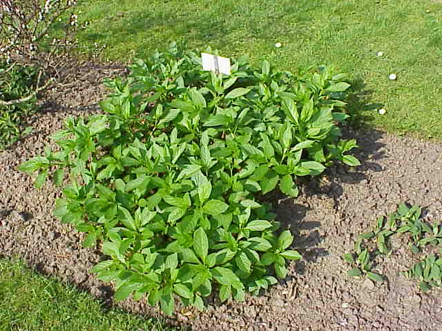 File:Pulmonaria montana1.jpg