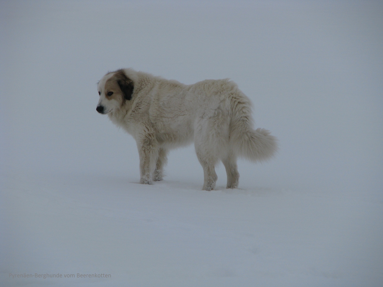 Стрижка горной пиренейской собаки