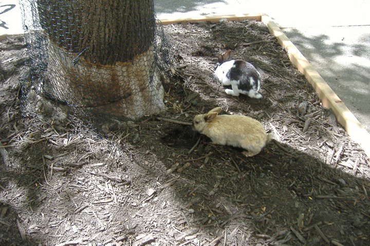File:Rabbits at Tulip Tree.jpg