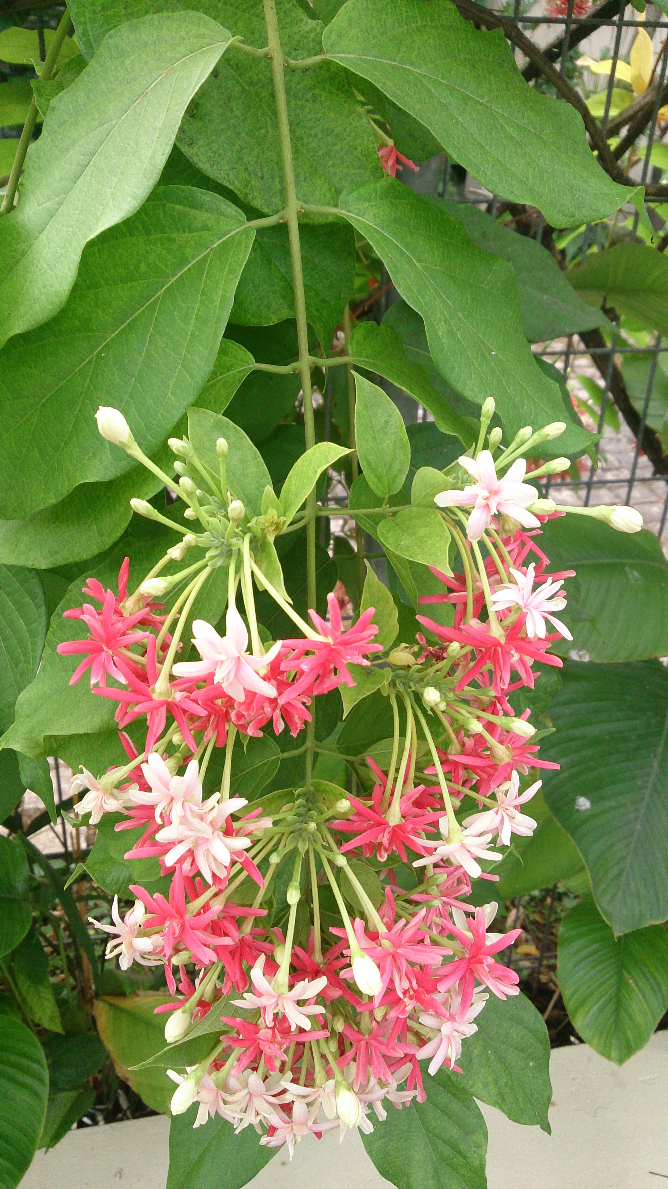 Rangoon Creeper Plant (quisqualis indica)