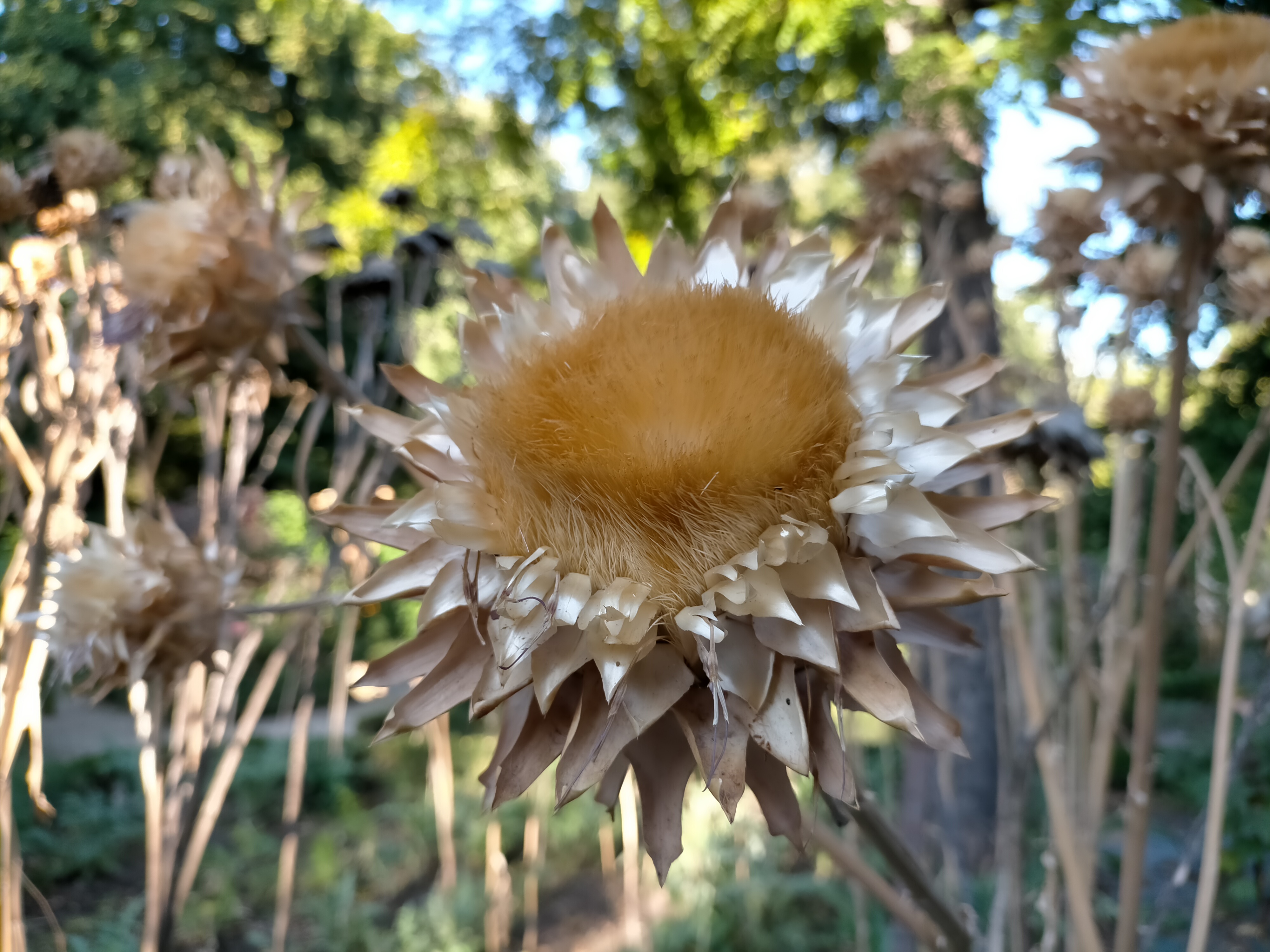 Donde esta el jardin botanico de madrid