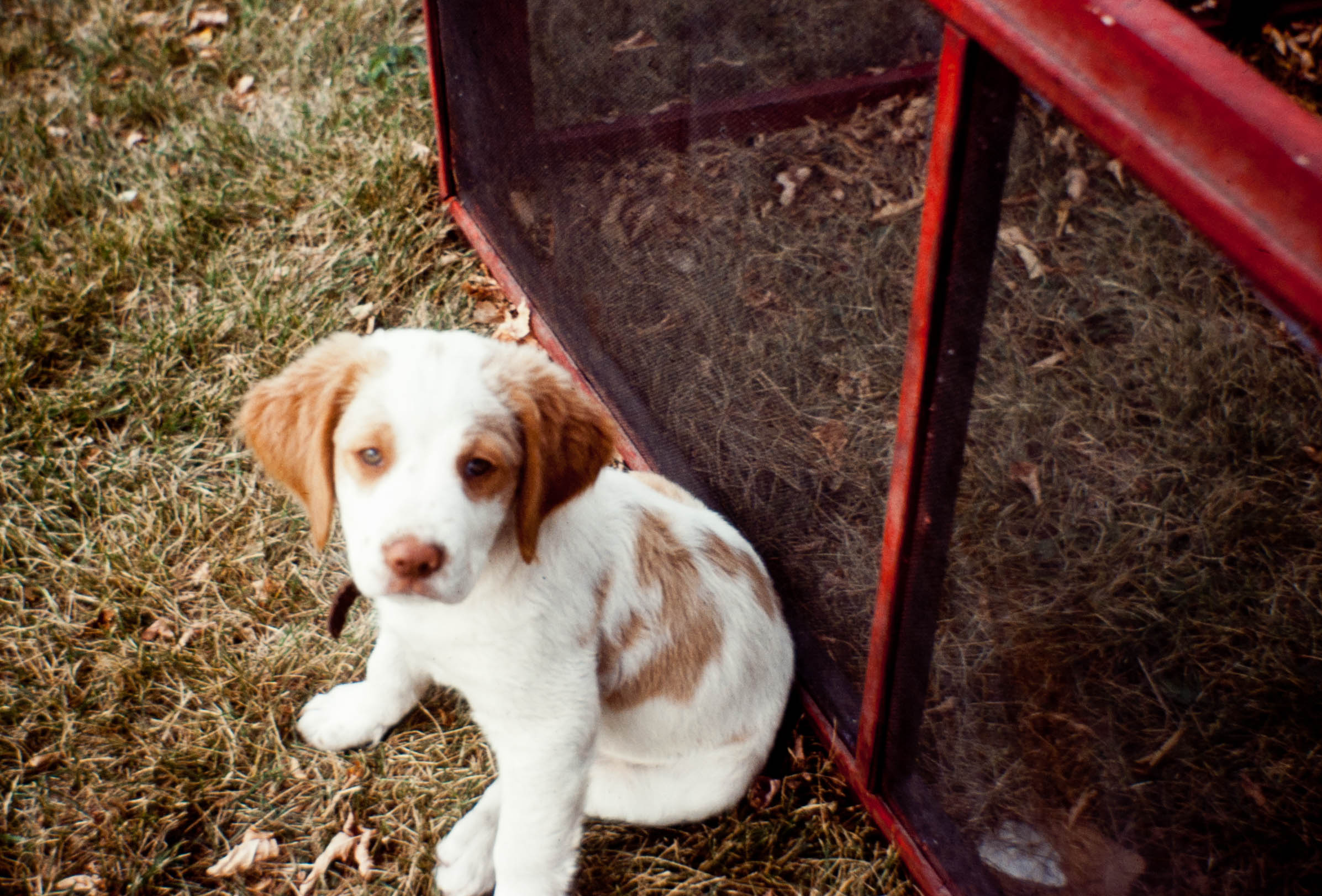 and white dog puppy sitting in grass.jpg - Wikimedia