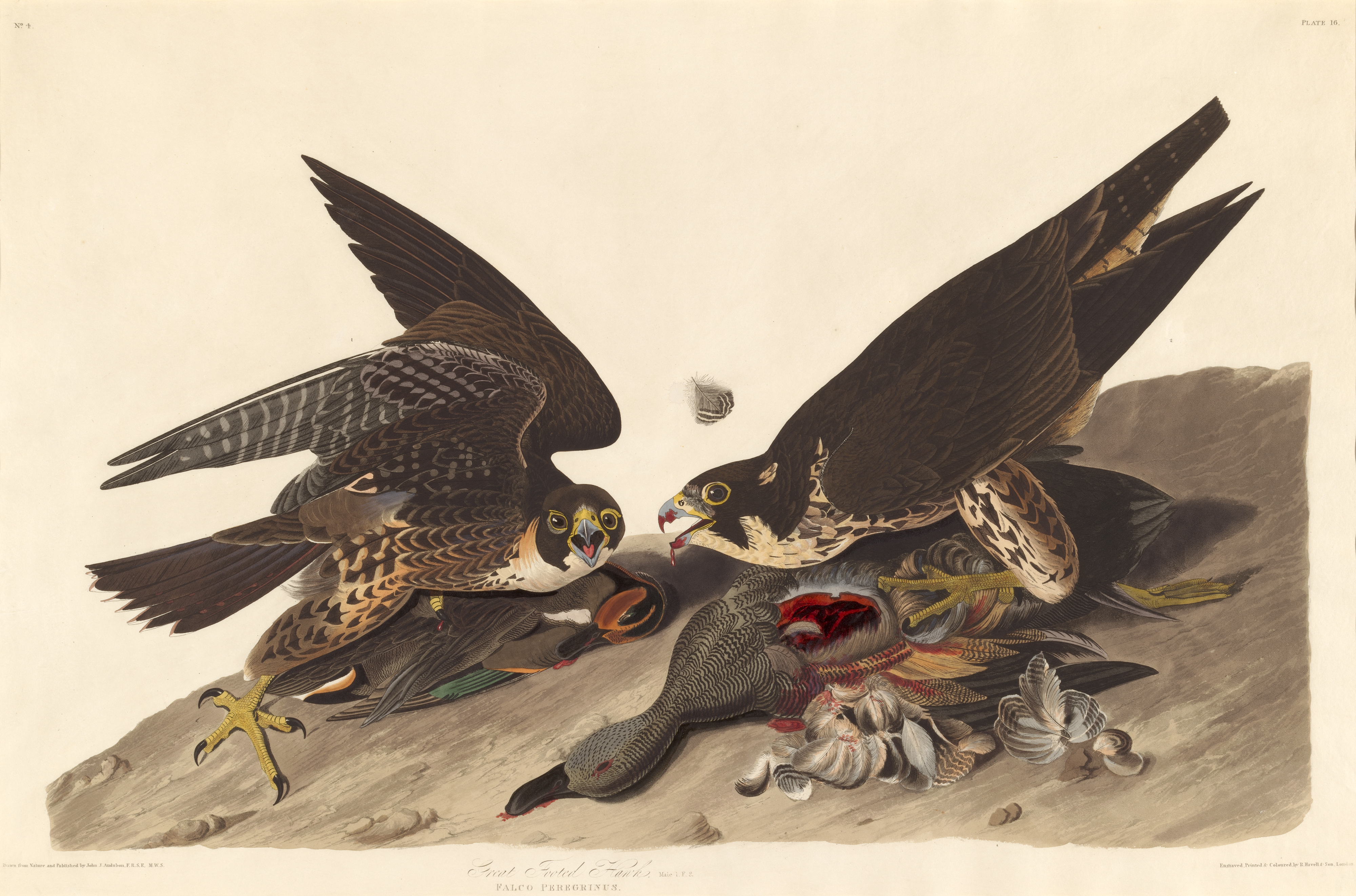 Между вороном и ястребом читать. John James Audubon птицы Америки.