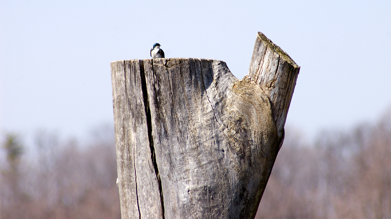 File:Rouge Park (6582885923).jpg