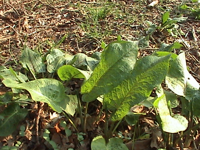 File:Rumex obtusifolius (Habitus).jpg