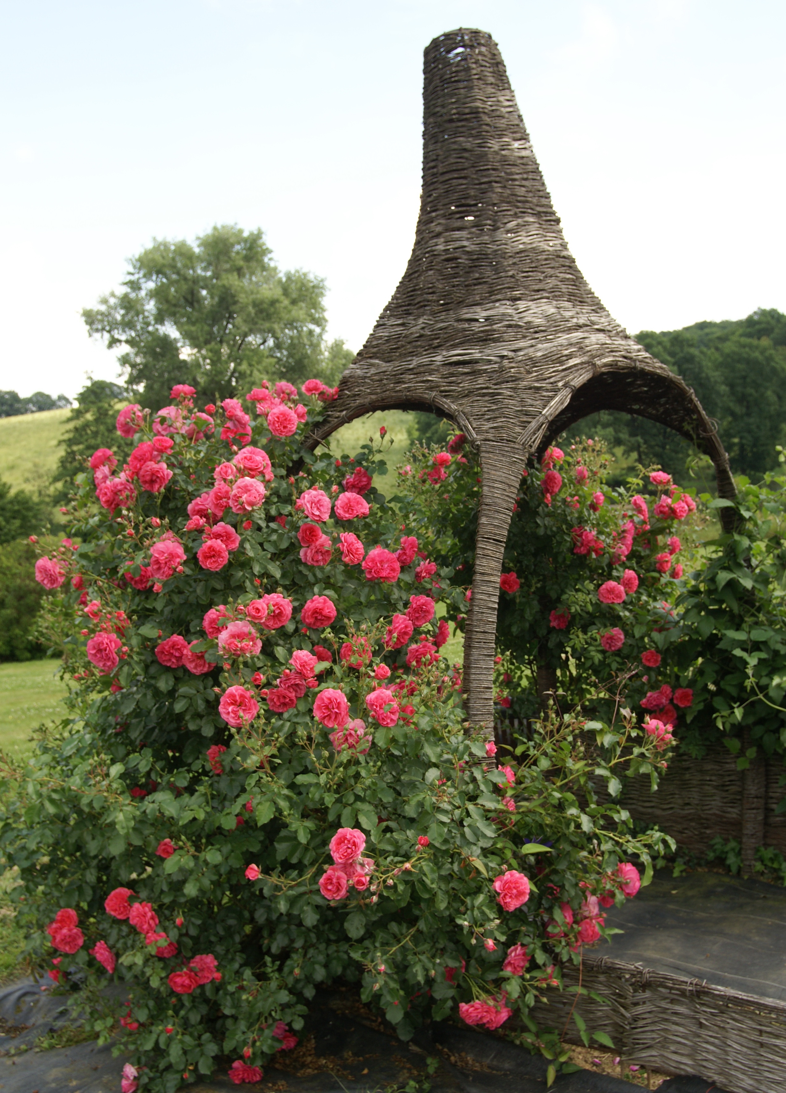 Парк роз в Германии 