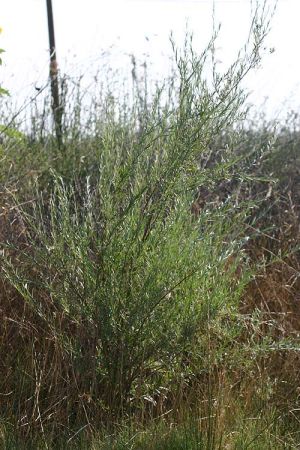 <i>Salix sessilifolia</i> Species of willow