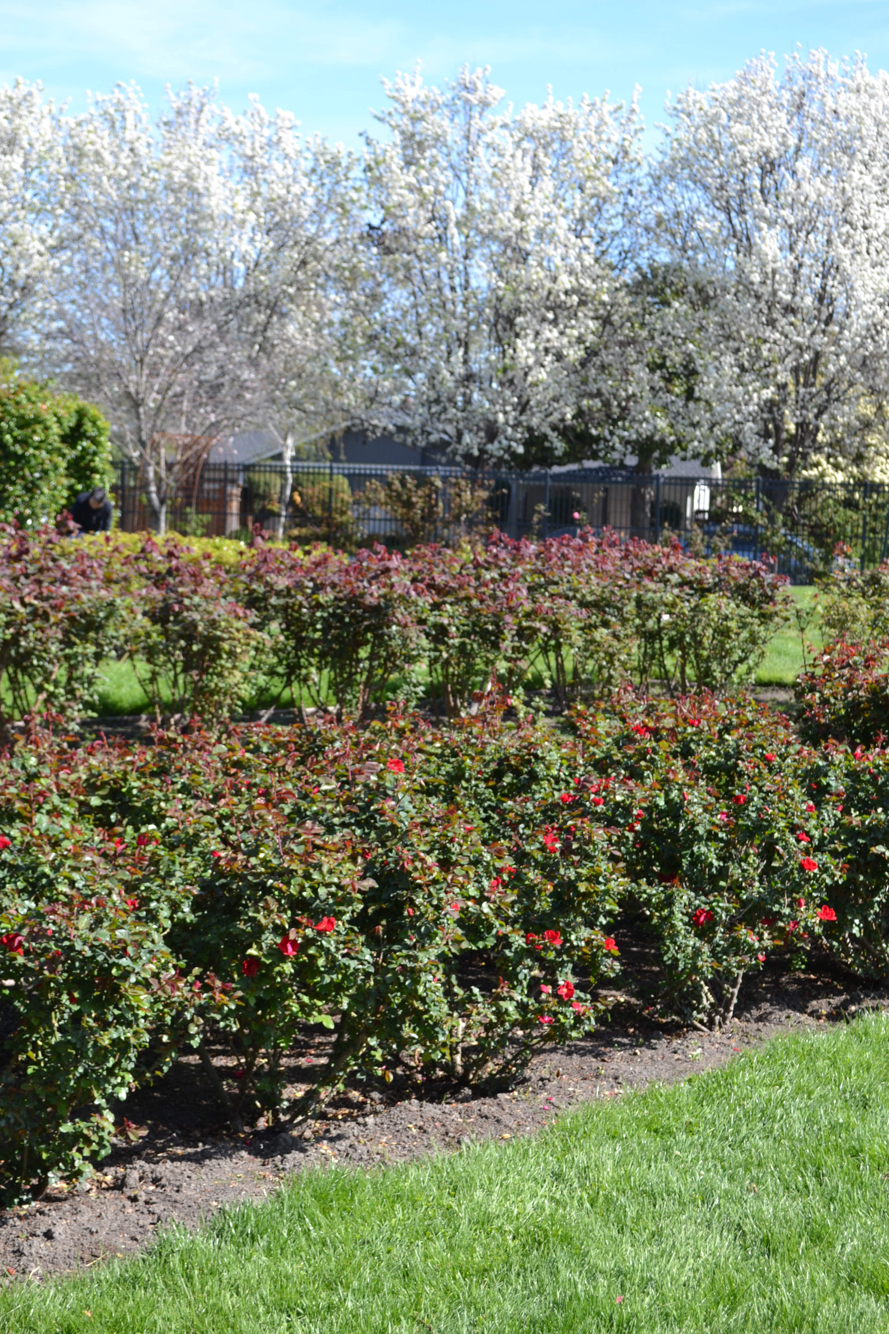 File San Jose Municipal Rose Garden 1 Jpg Wikimedia Commons