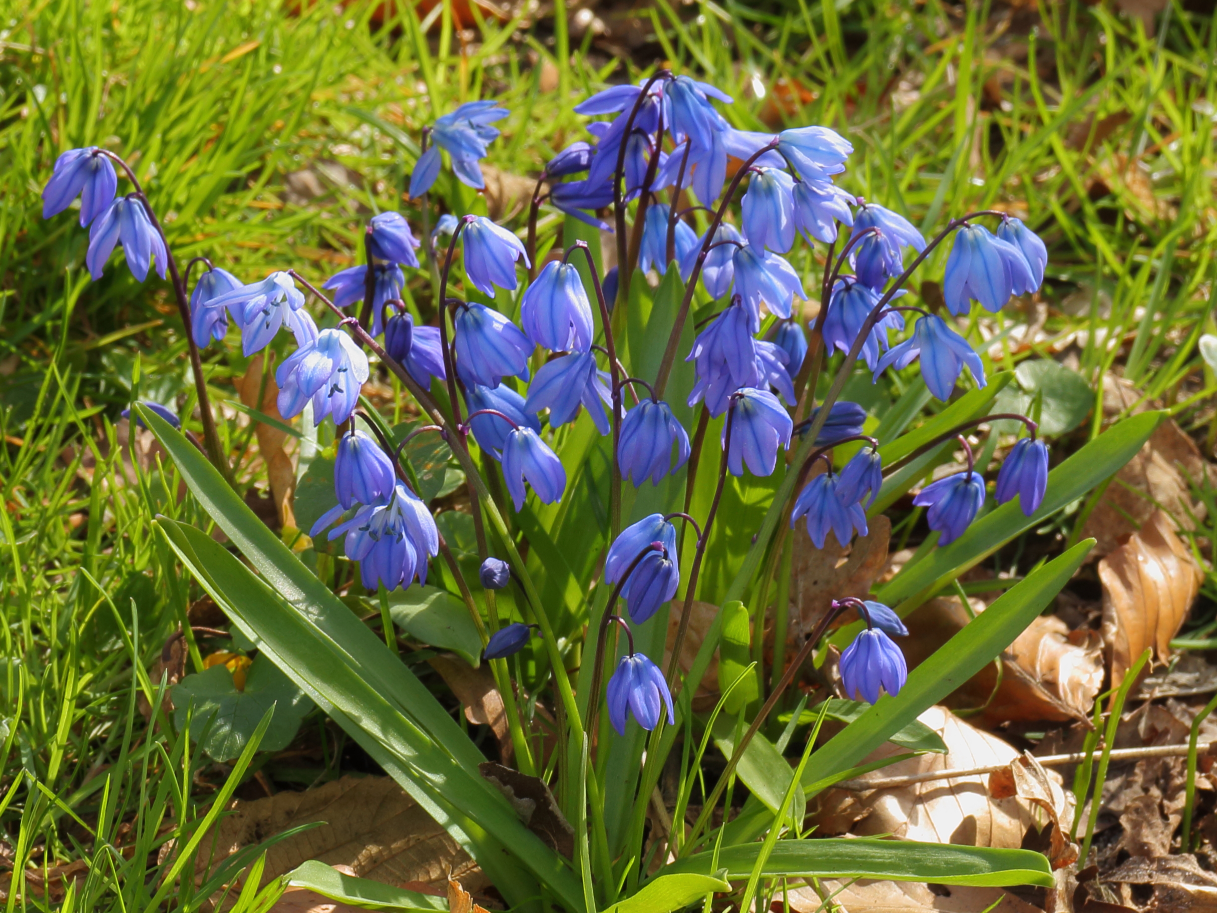 Сцилла (пролеска) сибирская белая (Scilla siberica Alba), подробнее...